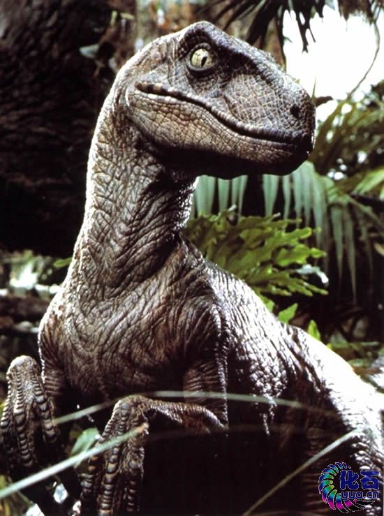 《侏羅紀公園》中的迅猛龍，該形象並不科學