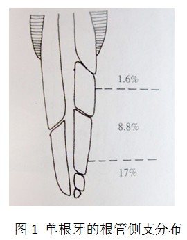 根管側支的解剖分布和副根管的位置