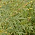 小花鬼針草 小花鬼針草