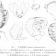白斑園蛛 白斑園蛛