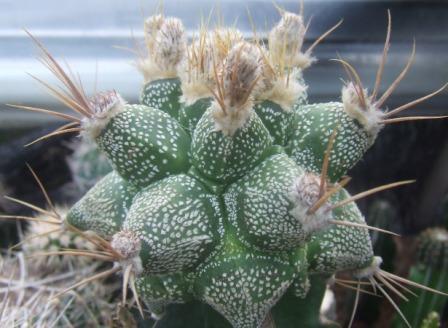 彩星(仙人掌科植物) 彩星(仙人掌科植物)