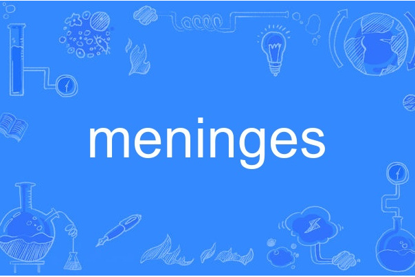 meninges meninges