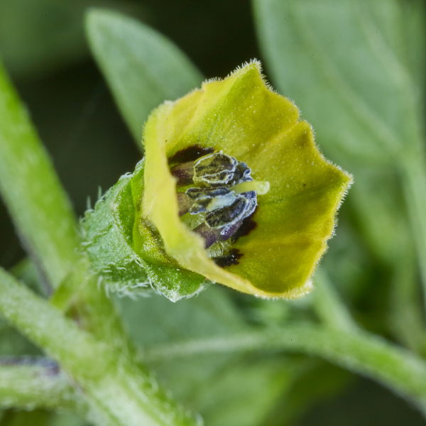 Physalis ampla