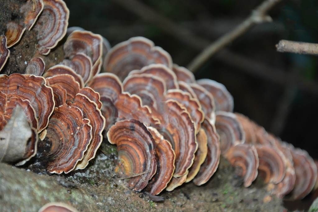 變色栓菌 變色栓菌