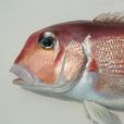 日本方頭魚 日本方頭魚