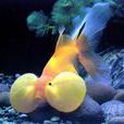 大眼標燈魚 大眼標燈魚