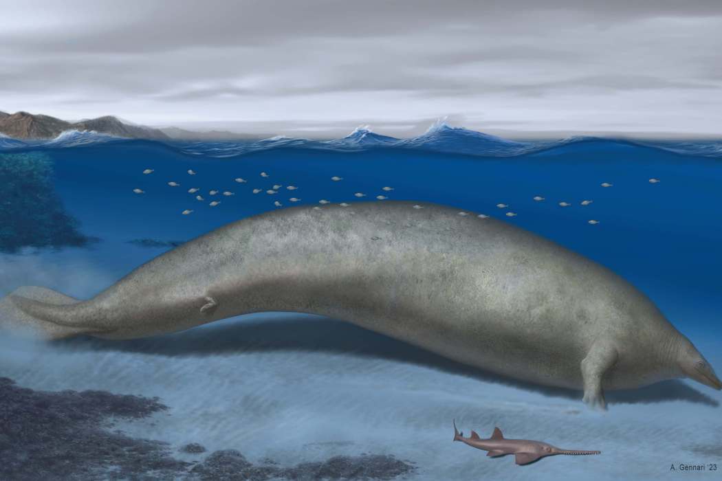 Perucetus colossus Perucetus colossus