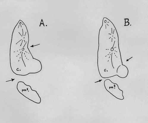 紐芬蘭狼的內齒如圖中A所示，而不是B