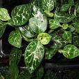 斑葉蘭(天門冬目蘭科植物)