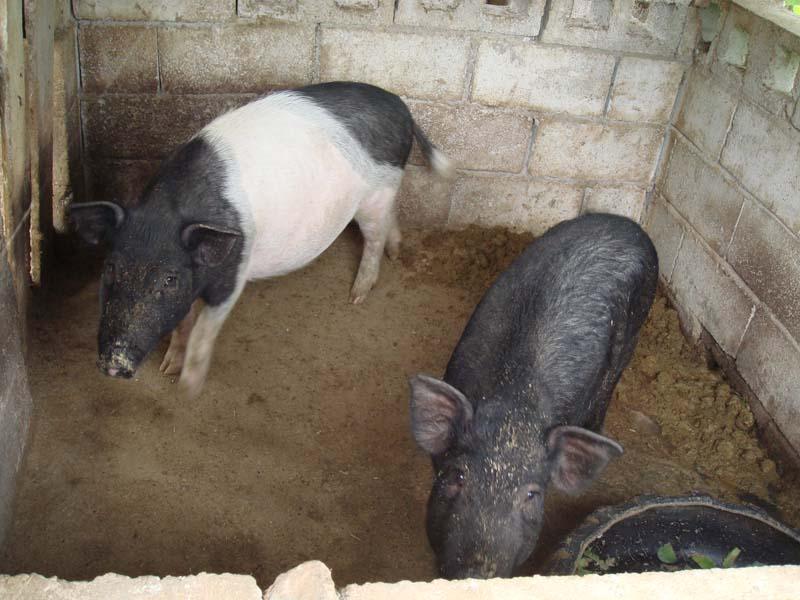 曼費村-生豬養殖
