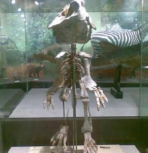 梅萊營鸚鵡嘴龍化石標本