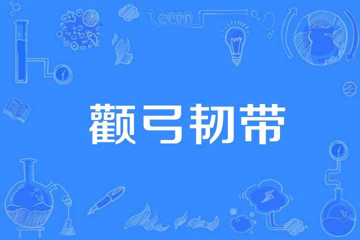 顴弓韌帶