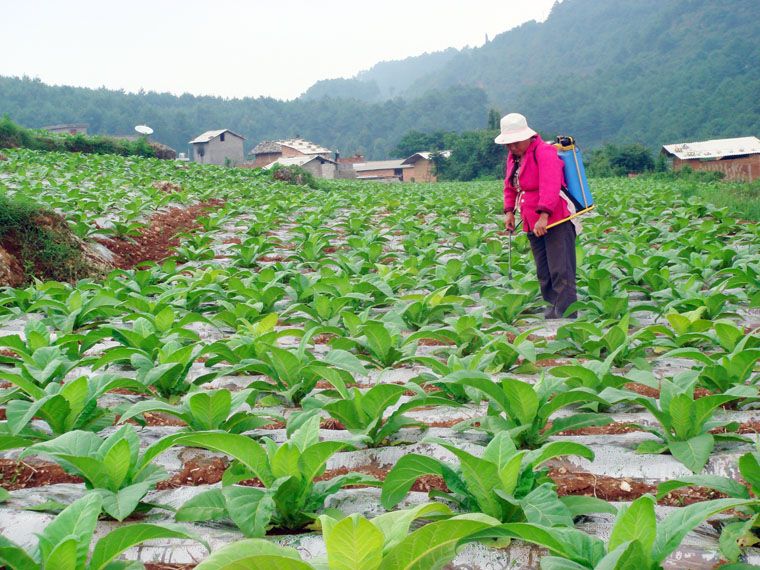 龍虎山村 龍虎山村