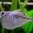 點胸斧魚 點胸斧魚