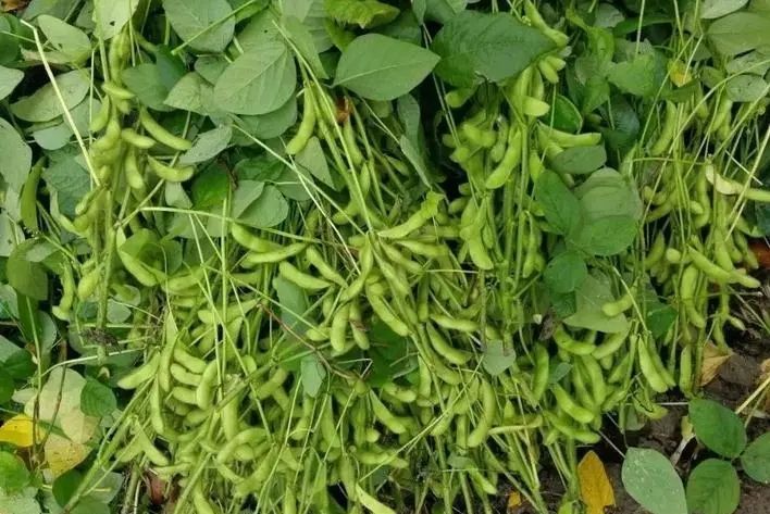 洛豆1號 洛豆1號