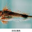 貢氏紅娘魚 貢氏紅娘魚
