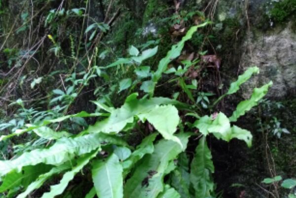 破網水龍骨 破網水龍骨