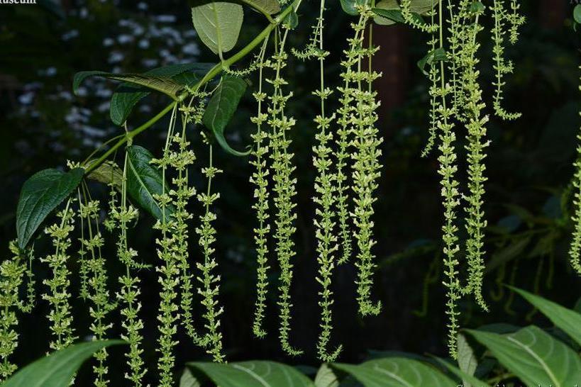 垂序吳黃木(垂花香薷) 垂序吳黃木(垂花香薷)