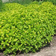奧勒岡(植物) 奧勒岡(植物)