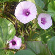 夜花薯藤(青菀) 夜花薯藤(青菀)