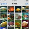 觀賞魚大全 觀賞魚大全