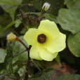 黃葵(芙蓉麻) 黃葵(芙蓉麻)