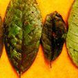 茶煤病 茶煤病
