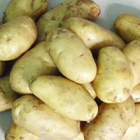 優質土豆
