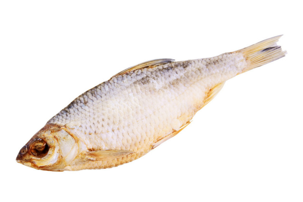 艾氏歐白魚 艾氏歐白魚