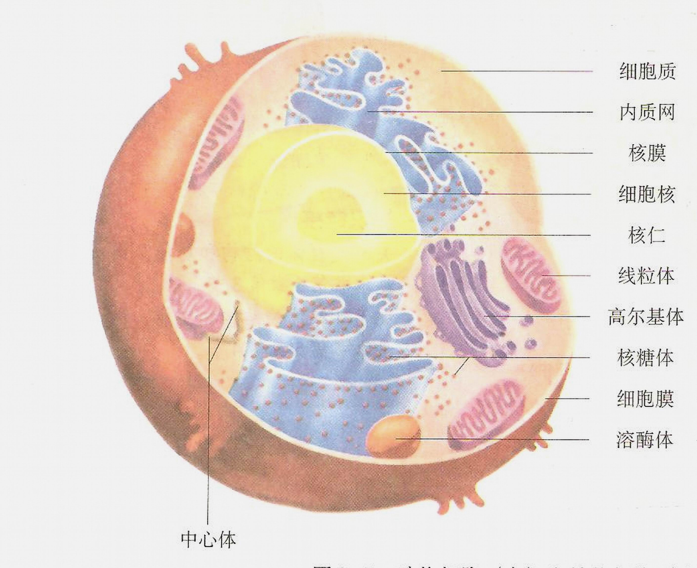 細胞質基質(細胞基質)