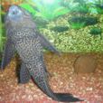 清道夫魚(清道夫（清潔水族箱的觀賞魚類）)