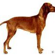 威斯拉犬 威斯拉犬