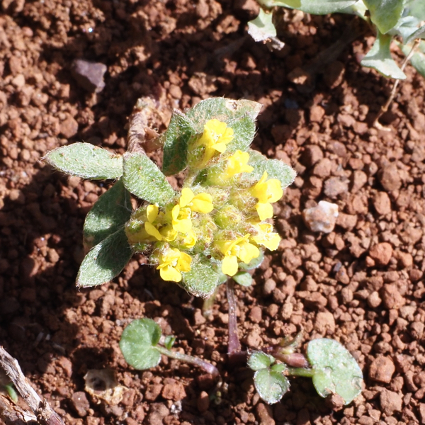 Alyssum umbellatum