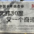 中國千年銀杏谷(湖北省隨州市洛陽鎮永興村銀杏谷)