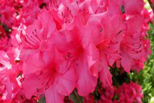 Rhododendron \x27Girard\x27s Rose\x27 Rhododendron \x27Girard\x27s Rose\x27