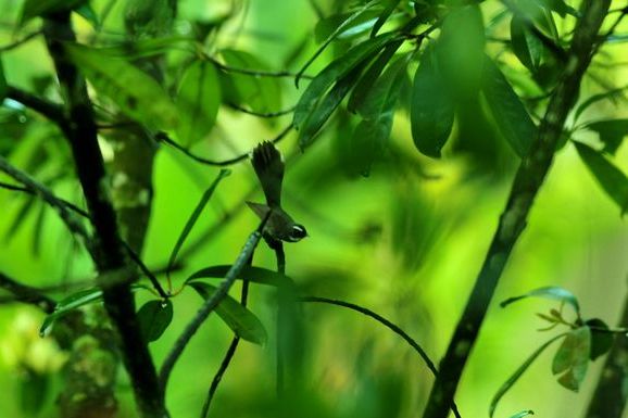 豬油果亞科 豬油果亞科