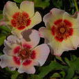 單葉薔薇