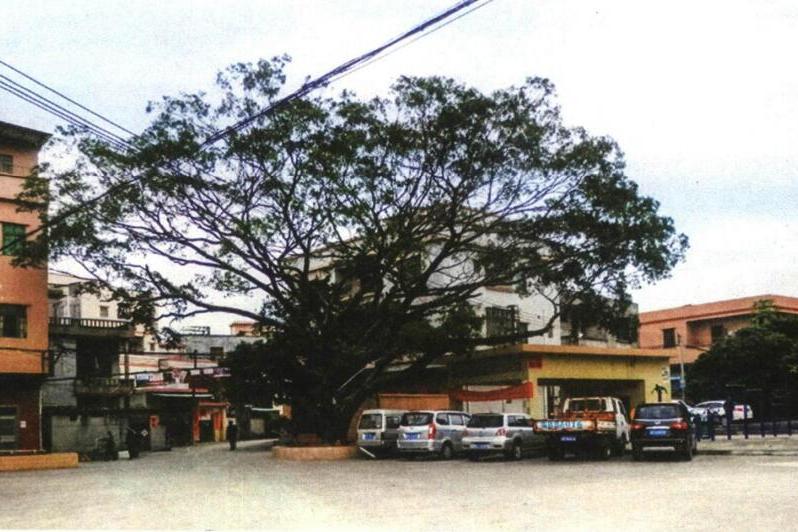 新塘圍村(廣東省東莞市大朗鎮新馬蓮村轄自然村) 新塘圍村(廣東省東莞市大朗鎮新馬蓮村轄自然村)