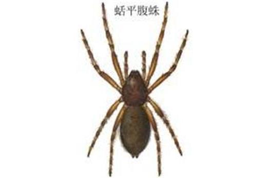 蛞平腹蛛 蛞平腹蛛