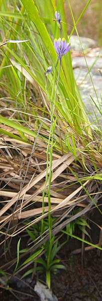水玉簪（Burmannia disticha）