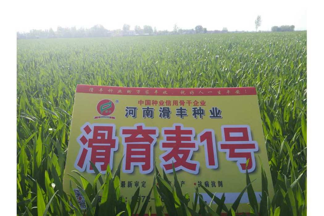 滑育麥1號 滑育麥1號