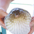 小巴魚 小巴魚