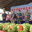 金陵鎮(廣西壯族自治區南寧市西鄉塘區金陵鎮)
