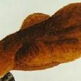 牛舌菌科 牛舌菌科