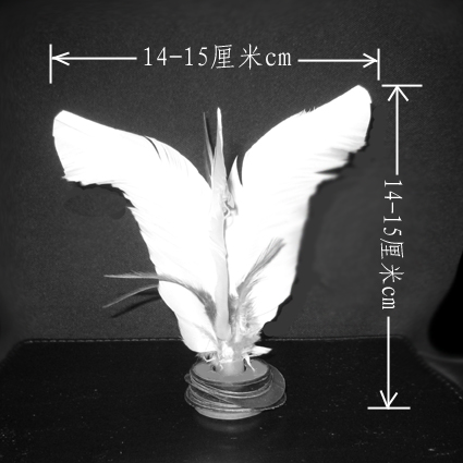 中毽高度及對立羽尖寬度均為14-15厘米