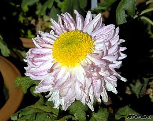 粉瓣菊 粉瓣菊
