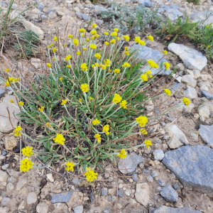 Eriogonum brevicaule