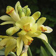 黃花野靛棵 黃花野靛棵