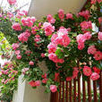 薔薇屬 薔薇屬