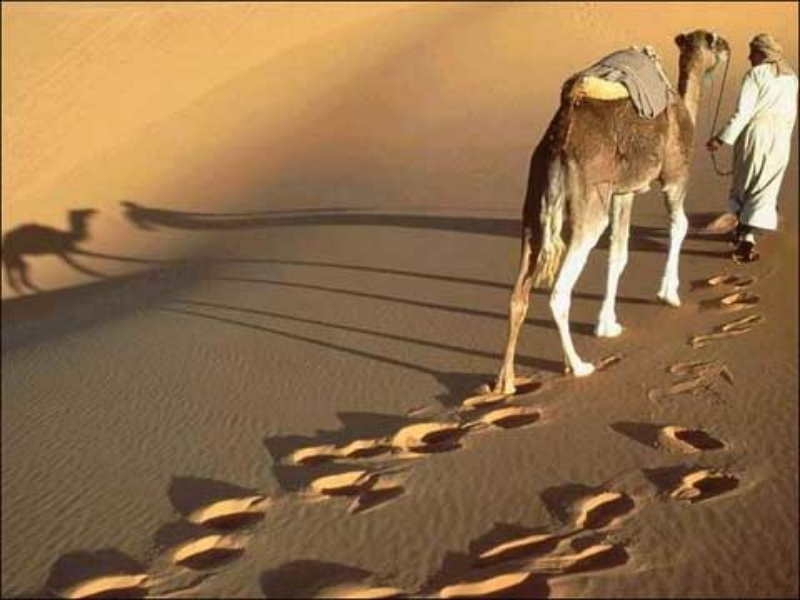 沙漠動物